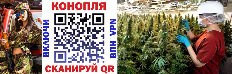 Конопля сатива  Нововоронеж 